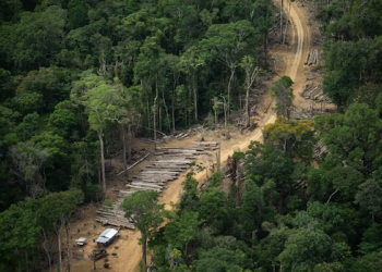 Image of jungle