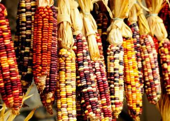 corn