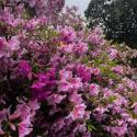 uga flowers